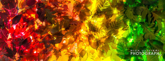 (11.3.13)-Fall_Leaves-HI-11