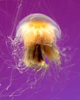 (1.11.13)-Shedd_Aquarium-HI-6