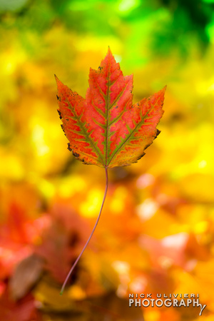 (11.3.13)-Fall_Leaves-HI-14