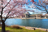 April 2024 - Cherry Blossoms