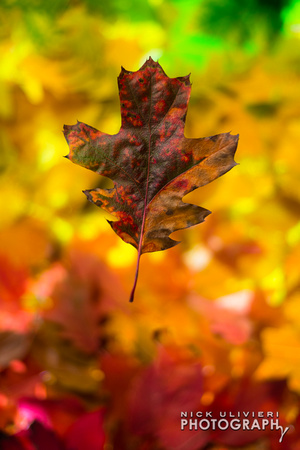 (11.3.13)-Fall_Leaves-HI-15