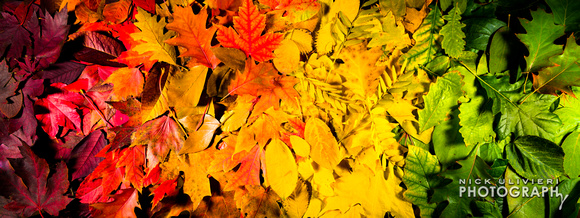 (11.3.13)-Fall_Leaves-HI-12